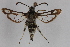  ( - CCDB-14565 H09)  @14 [ ] CreativeCommons - Attribution Non-Commercial Share-Alike (2012) Sesiidae Research Group Sesiidae Research Group