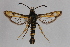  ( - CCDB-14565 G08)  @14 [ ] CreativeCommons - Attribution Non-Commercial Share-Alike (2012) Sesiidae Research Group Sesiidae Research Group