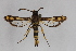  ( - CCDB-14565 G10)  @12 [ ] CreativeCommons - Attribution Non-Commercial Share-Alike (2012) Sesiidae Research Group Sesiidae Research Group