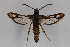  ( - CCDB-14565 H03)  @12 [ ] CreativeCommons - Attribution Non-Commercial Share-Alike (2012) Sesiidae Research Group Sesiidae Research Group