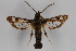  ( - CCDB-14565 H05)  @13 [ ] CreativeCommons - Attribution Non-Commercial Share-Alike (2012) Sesiidae Research Group Sesiidae Research Group