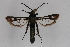  ( - CCDB-14647 A01)  @13 [ ] CreativeCommons - Attribution Non-Commercial Share-Alike (2012) Sesiidae Research Group Sesiidae Research Group