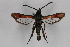  ( - CCDB-14647 A05)  @14 [ ] CreativeCommons - Attribution Non-Commercial Share-Alike (2012) Sesiidae Research Group Sesiidae Research Group