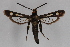  ( - CCDB-14647 A07)  @14 [ ] CreativeCommons - Attribution Non-Commercial Share-Alike (2012) Sesiidae Research Group Sesiidae Research Group