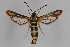  ( - CCDB-14647 A12)  @14 [ ] CreativeCommons - Attribution Non-Commercial Share-Alike (2012) Sesiidae Research Group Sesiidae Research Group