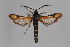  ( - CCDB-14647 B04)  @13 [ ] CreativeCommons - Attribution Non-Commercial Share-Alike (2012) Sesiidae Research Group Sesiidae Research Group