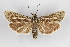  (Brachodes - CCDB-14647 C03)  @14 [ ] CreativeCommons - Attribution Non-Commercial Share-Alike (2012) Sesiidae Research Group Sesiidae Research Group