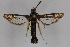  ( - CCDB-14647 E03)  @12 [ ] CreativeCommons - Attribution Non-Commercial Share-Alike (2012) Sesiidae Research Group Sesiidae Research Group