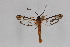  ( - CCDB-14564 D08)  @12 [ ] CreativeCommons - Attribution Non-Commercial Share-Alike (2012) Sesiidae Research Group Sesiidae Research Group