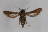  ( - CCDB-14566 A10)  @13 [ ] CreativeCommons - Attribution Non-Commercial Share-Alike (2013) Sesiidae Research Group Unspecified