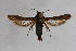  ( - CCDB-14566 B01)  @11 [ ] CreativeCommons - Attribution Non-Commercial Share-Alike (2013) Sesiidae Research Group Unspecified