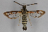  ( - CCDB-14648 B07)  @12 [ ] CreativeCommons - Attribution Non-Commercial Share-Alike (2012) Sesiidae Research Group Unspecified