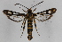  ( - CCDB-14648 D06)  @14 [ ] CreativeCommons - Attribution Non-Commercial Share-Alike (2012) Sesiidae Research Group Unspecified