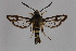  ( - CCDB-14648 H04)  @14 [ ] CreativeCommons - Attribution Non-Commercial Share-Alike (2012) Sesiidae Research Group Unspecified