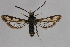  ( - CCDB-14648 H08)  @12 [ ] CreativeCommons - Attribution Non-Commercial Share-Alike (2012) Sesiidae Research Group Unspecified