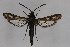  ( - CCDB-14649 A02)  @11 [ ] CreativeCommons - Attribution Non-Commercial Share-Alike (2012) Sesiidae Research Group Unspecified