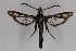  ( - CCDB-14649 H06)  @11 [ ] CreativeCommons - Attribution Non-Commercial Share-Alike (2012) Sesiidae Research Group Unspecified