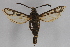  ( - CCDB-14649 H07)  @11 [ ] CreativeCommons - Attribution Non-Commercial Share-Alike (2012) Sesiidae Research Group Unspecified