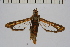  (Rodolphia - CCDB-14647 H10)  @11 [ ] CreativeCommons - Attribution Non-Commercial Share-Alike (2012) Sesiidae Research Group Sesiidae Research Group