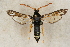  ( - BOX-2218 A09)  @14 [ ] CreativeCommons - Attribution Non-Commercial Share-Alike (2009) Unspecified Sesiidae Research Group