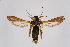  ( - BOX-2218 B04)  @13 [ ] CreativeCommons - Attribution Non-Commercial Share-Alike (2009) Unspecified Sesiidae Research Group