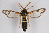  ( - BOX-2218 C07)  @11 [ ] CreativeCommons - Attribution Non-Commercial Share-Alike (2009) Unspecified Sesiidae Research Group