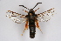  ( - BOX-2218 C09)  @14 [ ] CreativeCommons - Attribution Non-Commercial Share-Alike (2009) Unspecified Sesiidae Research Group