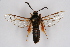  ( - BOX-2218 C10)  @14 [ ] CreativeCommons - Attribution Non-Commercial Share-Alike (2009) Unspecified Sesiidae Research Group