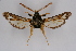  ( - BOX-2218 C12)  @12 [ ] CreativeCommons - Attribution Non-Commercial Share-Alike (2009) Unspecified Sesiidae Research Group