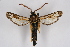  ( - BOX-2218 D01)  @11 [ ] CreativeCommons - Attribution Non-Commercial Share-Alike (2009) Unspecified Sesiidae Research Group