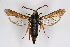  ( - BOX-2218 D02)  @12 [ ] CreativeCommons - Attribution Non-Commercial Share-Alike (2009) Unspecified Sesiidae Research Group