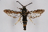  ( - BOX-2218 D04)  @11 [ ] CreativeCommons - Attribution Non-Commercial Share-Alike (2009) Unspecified Sesiidae Research Group