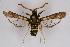  ( - BOX-2218 D05)  @13 [ ] CreativeCommons - Attribution Non-Commercial Share-Alike (2009) Unspecified Sesiidae Research Group