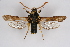  ( - BOX-2218 D06)  @11 [ ] CreativeCommons - Attribution Non-Commercial Share-Alike (2009) Unspecified Sesiidae Research Group