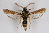  ( - BOX-2218 D07)  @14 [ ] CreativeCommons - Attribution Non-Commercial Share-Alike (2009) Unspecified Sesiidae Research Group