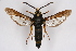  (Paranthrene tabaniformis - BOX-2218 D08)  @15 [ ] CreativeCommons - Attribution Non-Commercial Share-Alike (2009) Unspecified Sesiidae Research Group