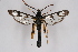  ( - BOX-2218 D11)  @13 [ ] CreativeCommons - Attribution Non-Commercial Share-Alike (2009) Unspecified Sesiidae Research Group