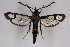  ( - BOX-2218 E04)  @13 [ ] CreativeCommons - Attribution Non-Commercial Share-Alike (2009) Unspecified Sesiidae Research Group