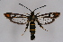  ( - BOX-2218 G03)  @15 [ ] CreativeCommons - Attribution Non-Commercial Share-Alike (2009) Unspecified Sesiidae Research Group