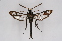  ( - BOX-2218 G04)  @13 [ ] CreativeCommons - Attribution Non-Commercial Share-Alike (2009) Unspecified Sesiidae Research Group