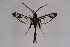  ( - BOX-2218 G07)  @11 [ ] CreativeCommons - Attribution Non-Commercial Share-Alike (2009) Unspecified Sesiidae Research Group