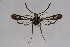  ( - BOX-2218 G11)  @11 [ ] CreativeCommons - Attribution Non-Commercial Share-Alike (2009) Unspecified Sesiidae Research Group