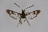  ( - BOX-2218 G12)  @12 [ ] CreativeCommons - Attribution Non-Commercial Share-Alike (2009) Unspecified Sesiidae Research Group