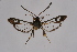  ( - BOX-2218 H01)  @11 [ ] CreativeCommons - Attribution Non-Commercial Share-Alike (2009) Unspecified Sesiidae Research Group