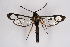  ( - BOX-2219 A04)  @13 [ ] CreativeCommons - Attribution Non-Commercial Share-Alike (2009) Unspecified Sesiidae Research Group