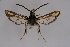  ( - BOX-2219 A07)  @13 [ ] CreativeCommons - Attribution Non-Commercial Share-Alike (2009) Unspecified Sesiidae Research Group