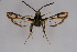  ( - BOX-2219 A08)  @11 [ ] CreativeCommons - Attribution Non-Commercial Share-Alike (2009) Unspecified Sesiidae Research Group