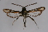  ( - BOX-2219 A09)  @12 [ ] CreativeCommons - Attribution Non-Commercial Share-Alike (2009) Unspecified Sesiidae Research Group