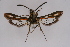  ( - BOX-2219 A10)  @13 [ ] CreativeCommons - Attribution Non-Commercial Share-Alike (2009) Unspecified Sesiidae Research Group