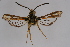  ( - BOX-2219 A11)  @11 [ ] CreativeCommons - Attribution Non-Commercial Share-Alike (2009) Unspecified Sesiidae Research Group